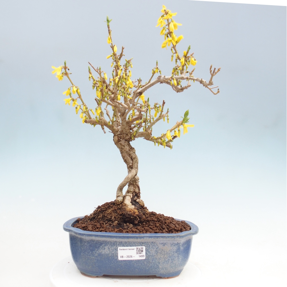Venkovní bonsai - Zlatice - Forsythia koreana