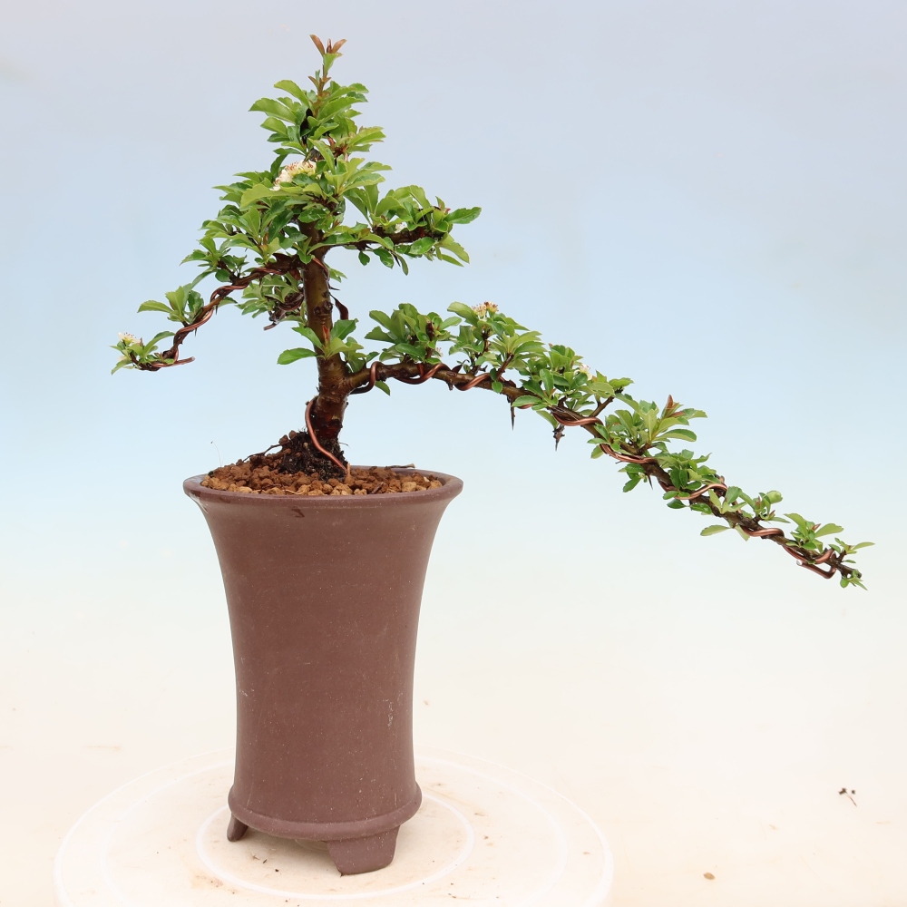 Venkovní bonsai - Pyracantha teton - Hlohyně šarlatová