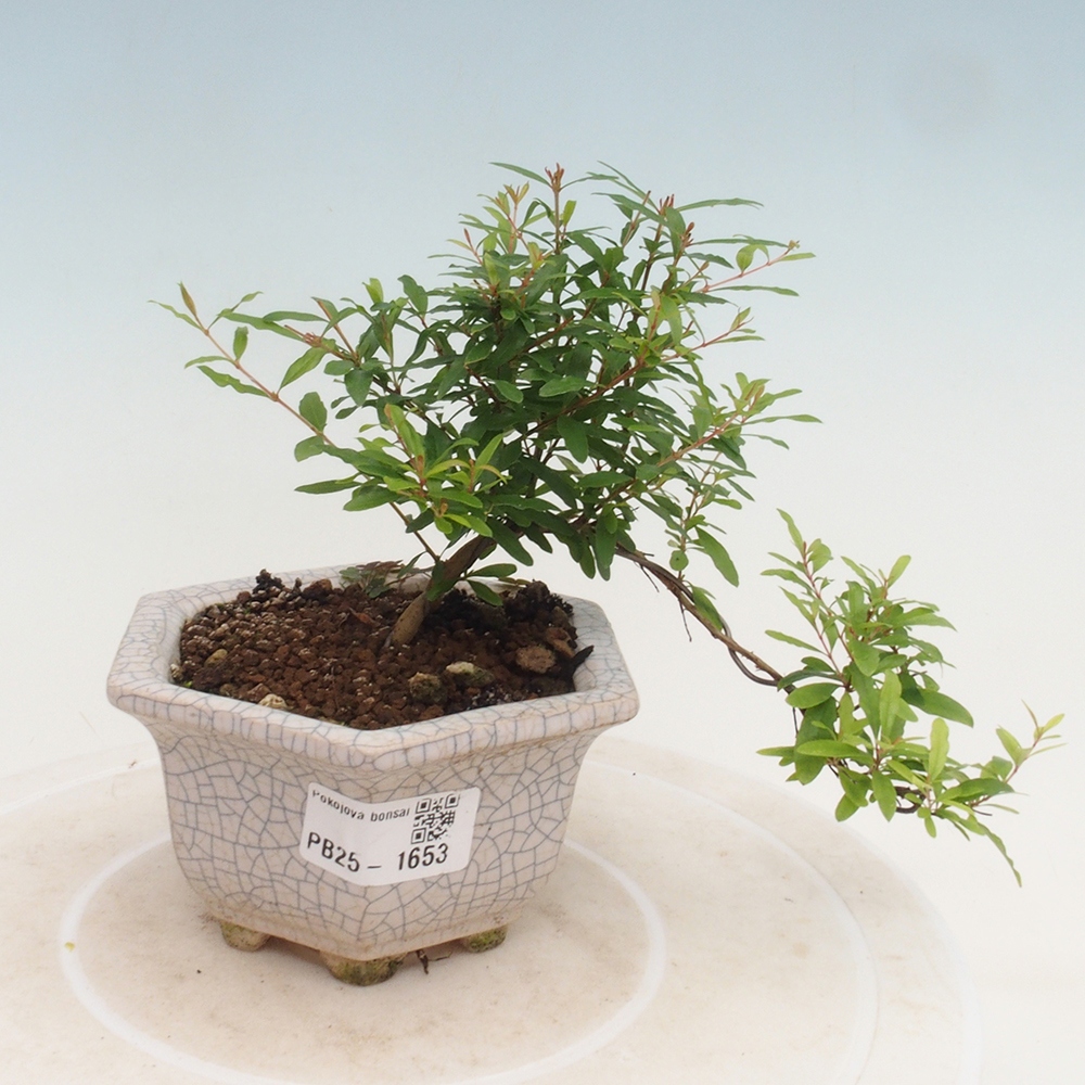 Pokojová bonsai-PUNICA granatum -Granátové jablko