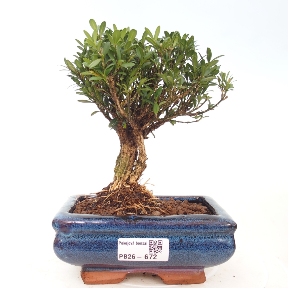 Pokojová bonsai - Buxus harlandii -korkový buxus