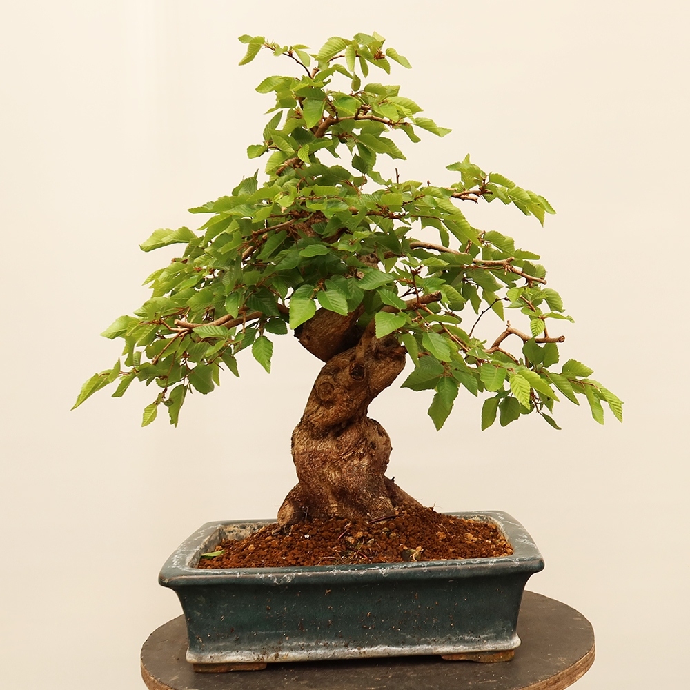 Venkovní bonsai -Carpinus Coreana - Habr korejský