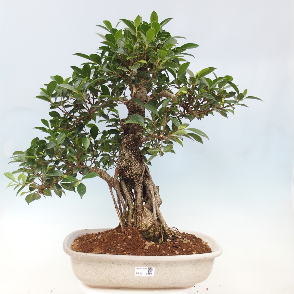 Pokojová bonsai - Ficus kimmen -  malolistý fíkus - POUZE OSOBNÍ ODBĚR nebo paletová přeprava