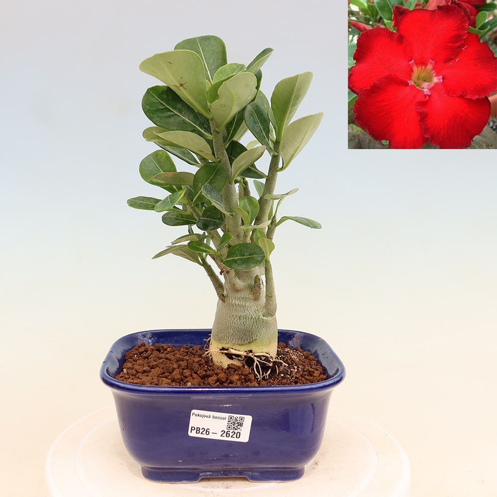 Pokojová bonsai - Adenium obesum Red Star - Pouštní růže