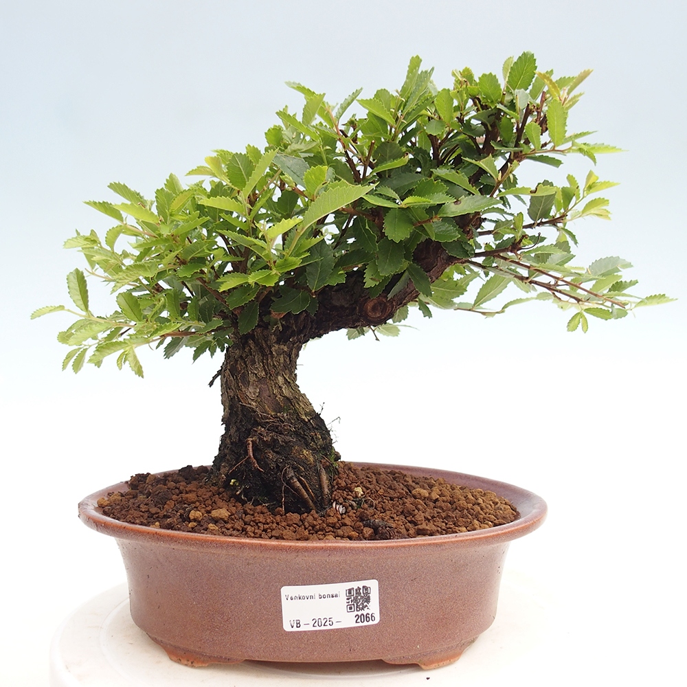 Venkovní bonsai - Zelkova - Zelkova NIRE