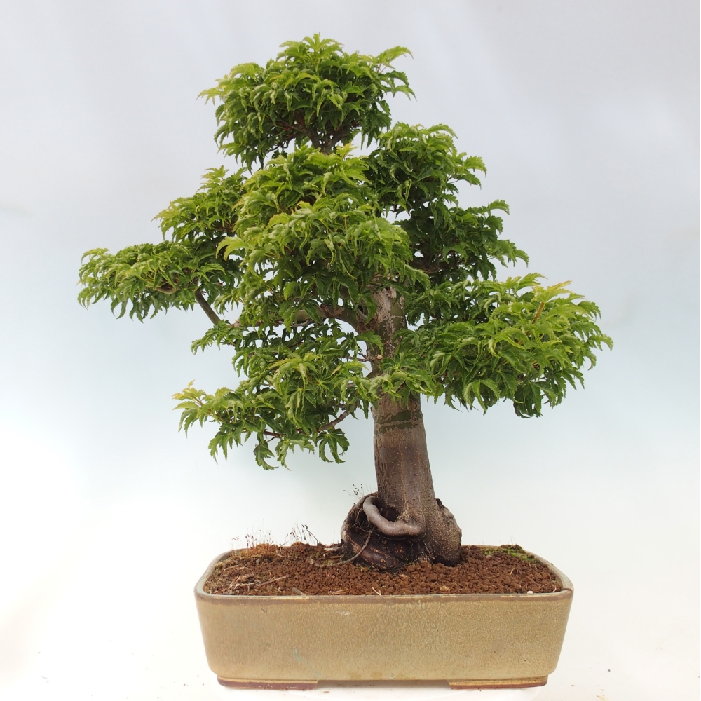 Venkovní bonsai -Javor dlanitolistý Acer palmatum Shishigashira
