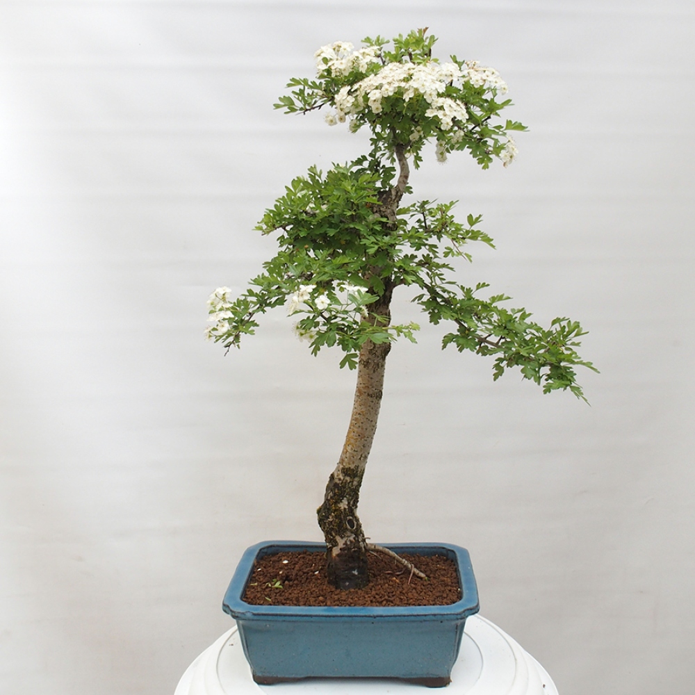 Venkovní bonsai - Hloh - Crataegus monogyna