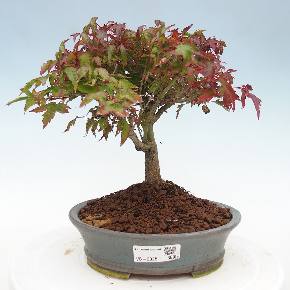 Acer palmatum KIOHIME - Javor dlanitolistý