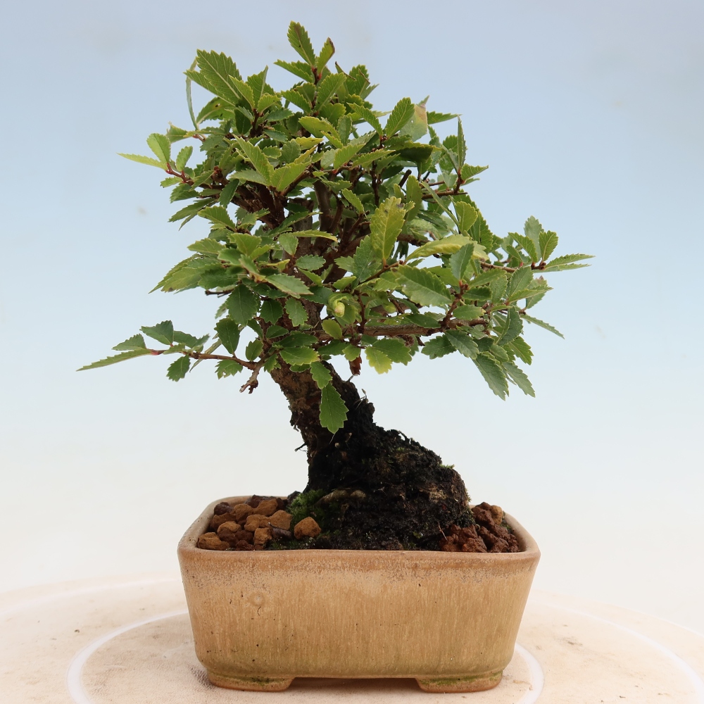 Venkovní bonsai - Zelkova - Zelkova NIRE