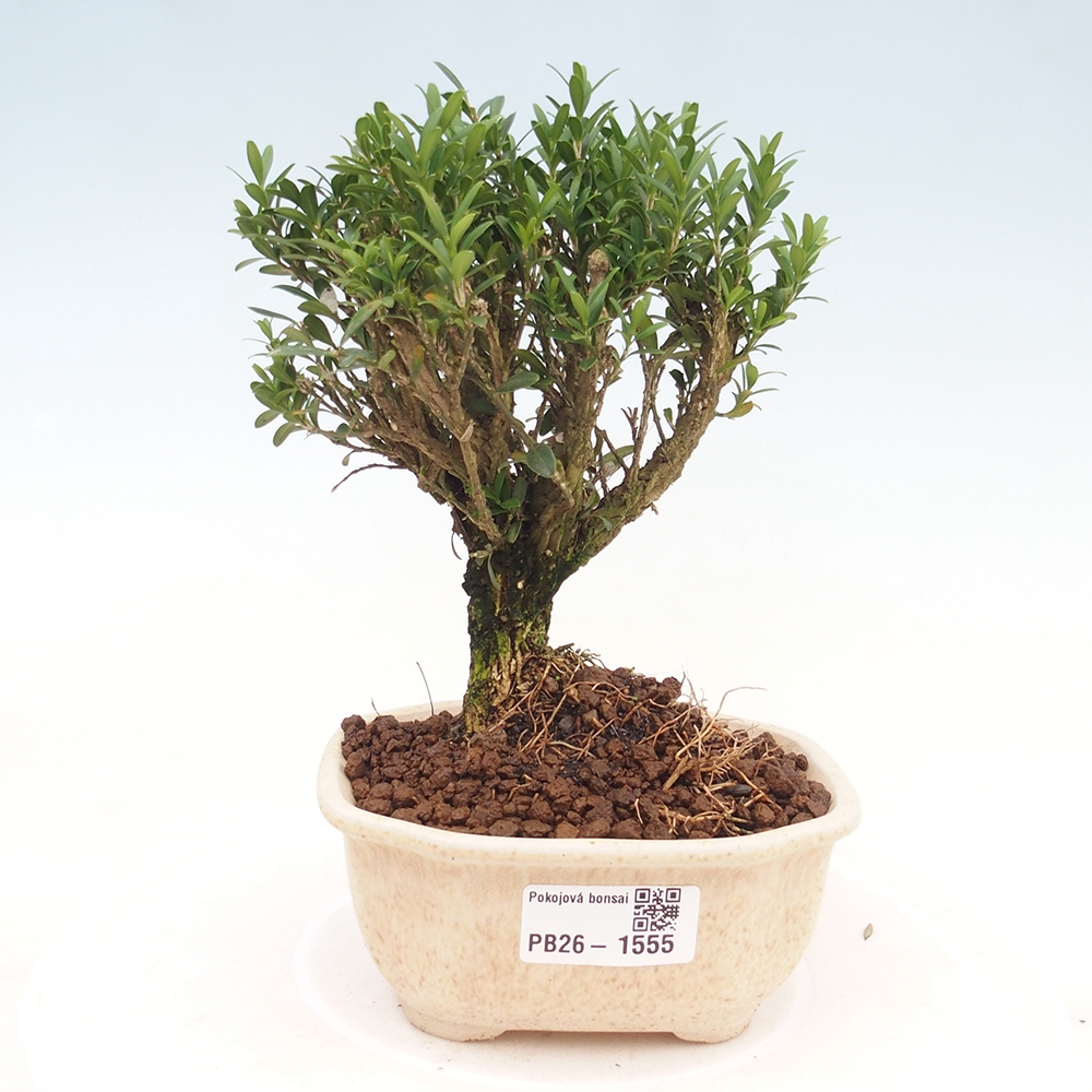 Pokojová bonsai - Buxus harlandii -korkový buxus
