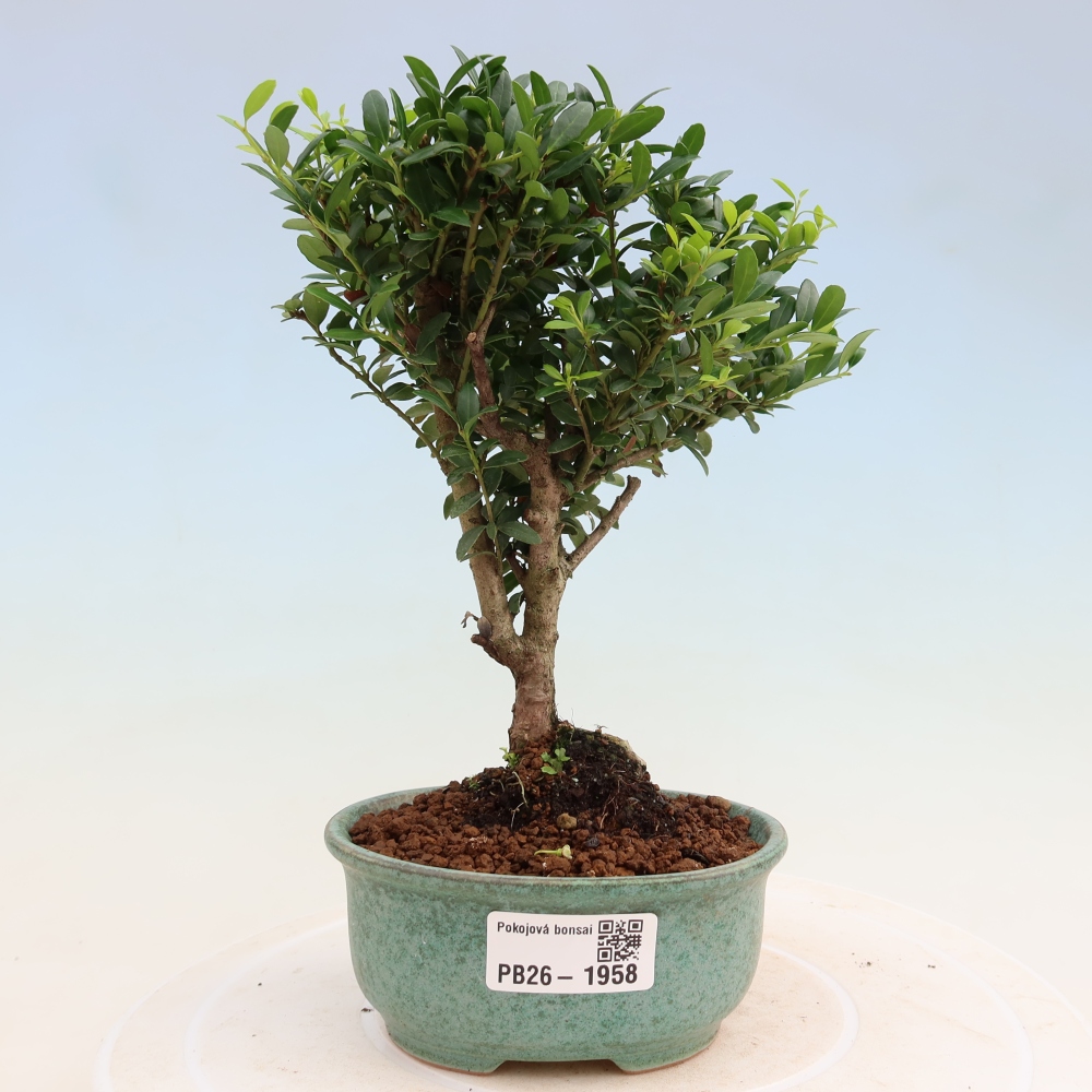 Pokojová bonsai - Ilex crenata - Cesmína