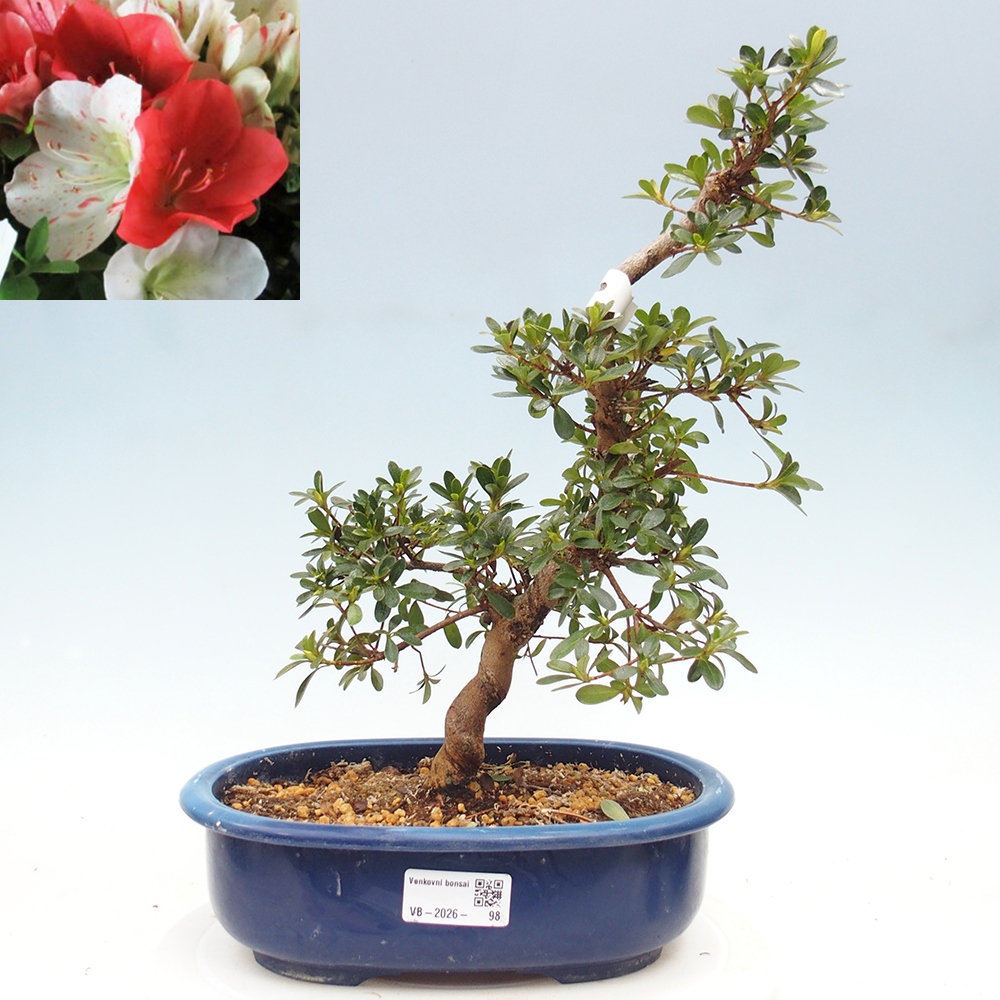 Venkovní bonsai - Japonská azalka - Azalea Asahi-no-izumi