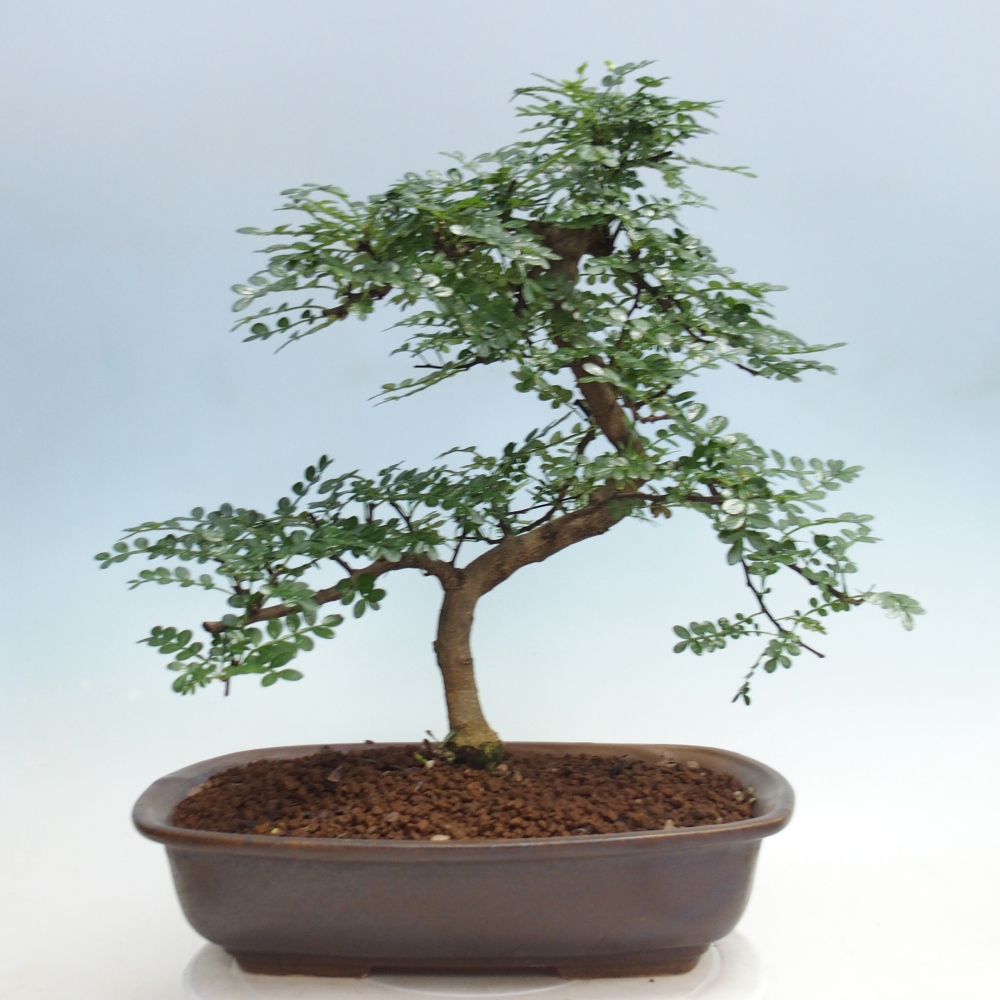Pokojová bonsai - Zantoxylum piperitum - pepřovník