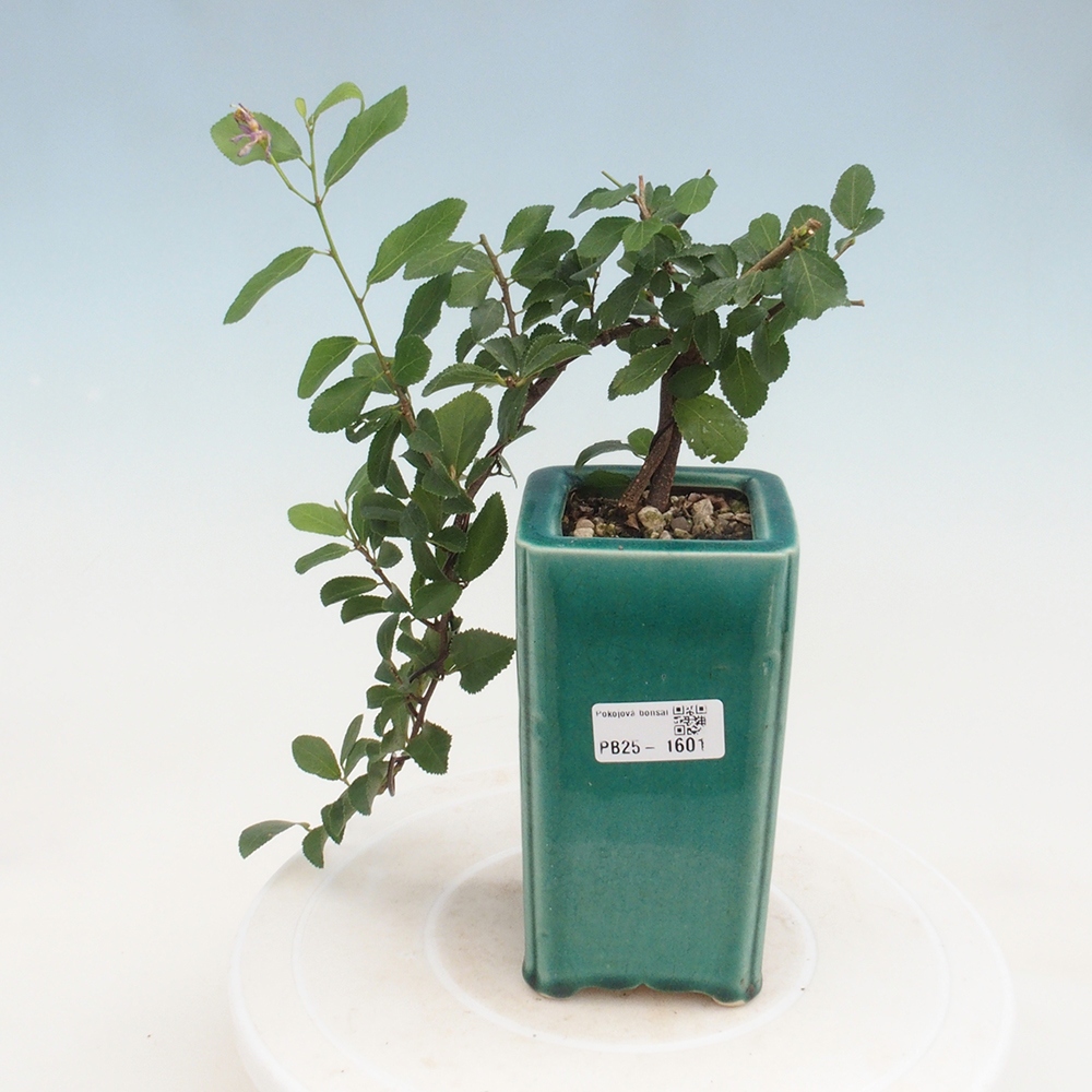 Pokojová bonsai - Grewia occidentalis - Hvězdice levandulová