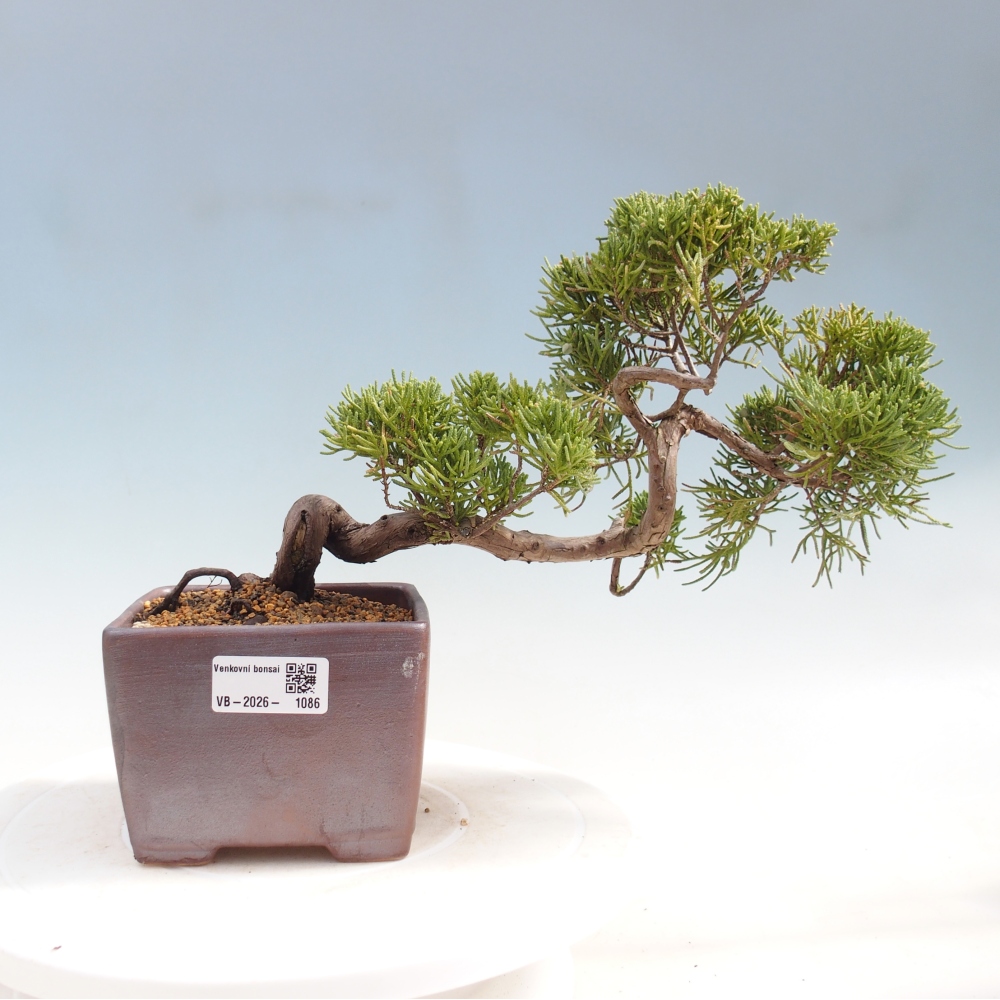 Venkovní bonsai - Juniperus chinensis Kishu -Jalovec čínský