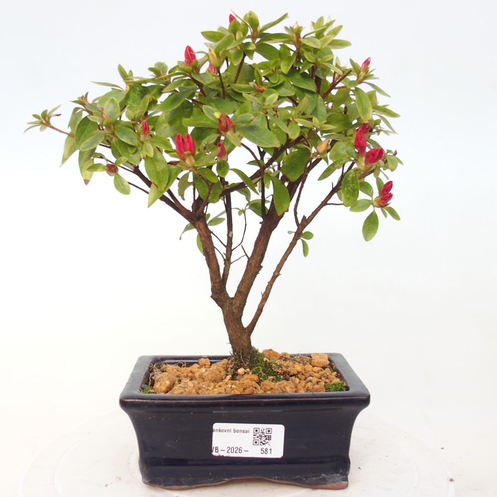 Venkovní bonsai - Japonská azalka - Azalea sp.