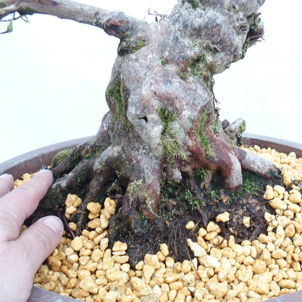 Venkovní bonsai - Japonská azalka - Azalea Satsuki