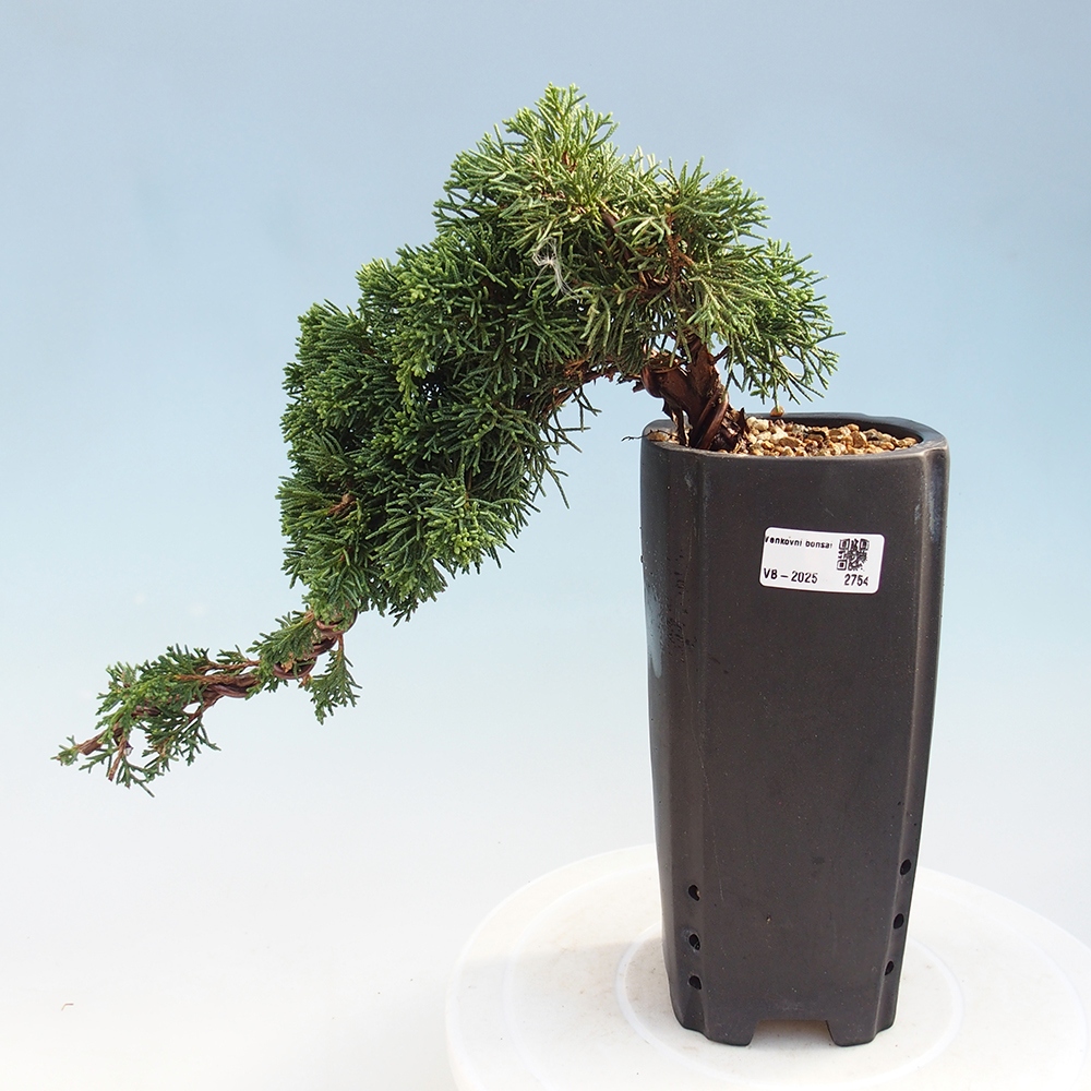 Venkovní bonsai - Juniperus chinensis Kishu -Jalovec čínský
