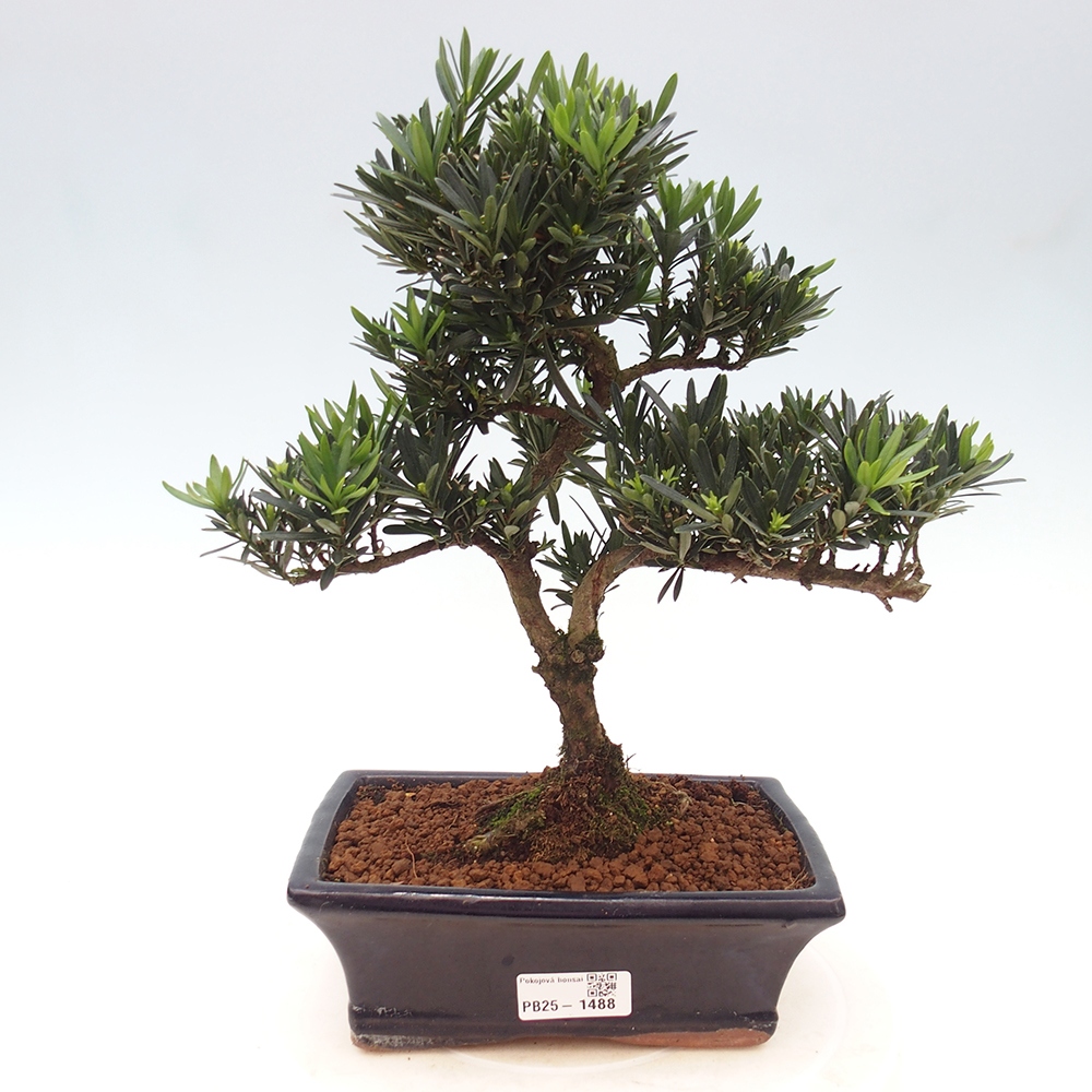 Pokojová bonsai - Podocarpus - Kamenný tis
