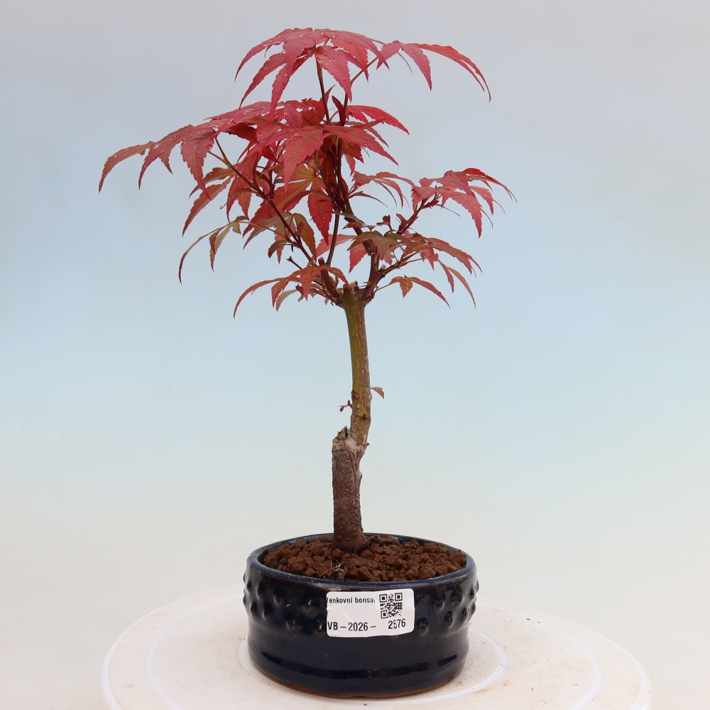 Venkovní bonsai - Acer palm. Atropurpureum-Javor dlanitolistý