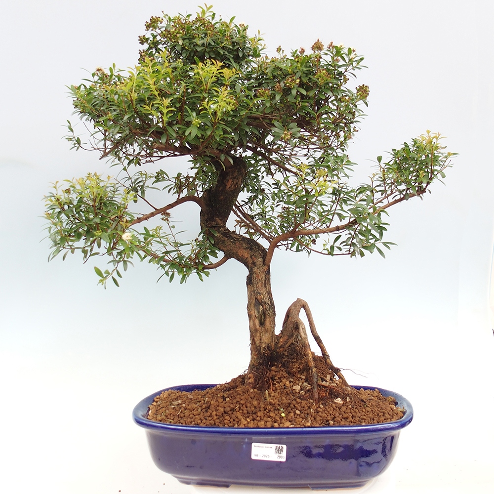 Pokojová bonsai - Syzygium - Pimentovník - POUZE OSOBNÍ ODBĚR nebo paletová přeprava