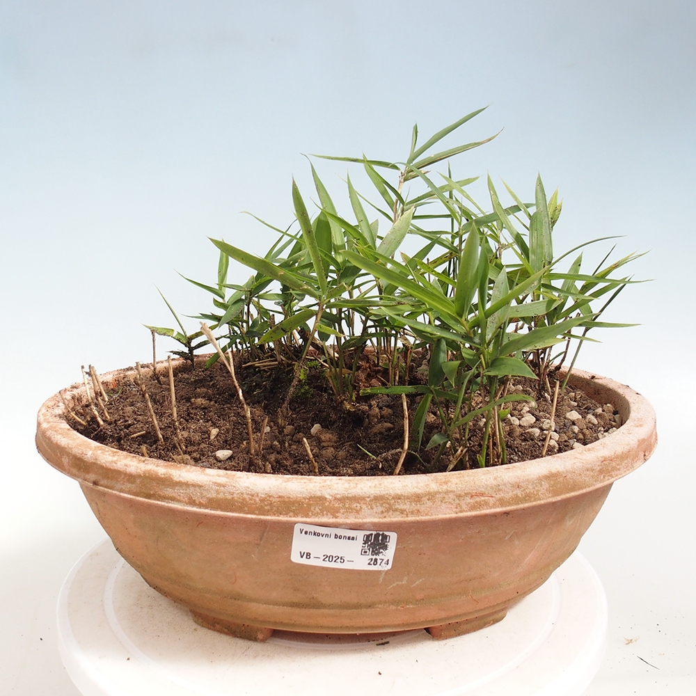 Venkovní bonsai - Pleioblastus argenteostriatus f.pumilus - Bambus zakrslý 