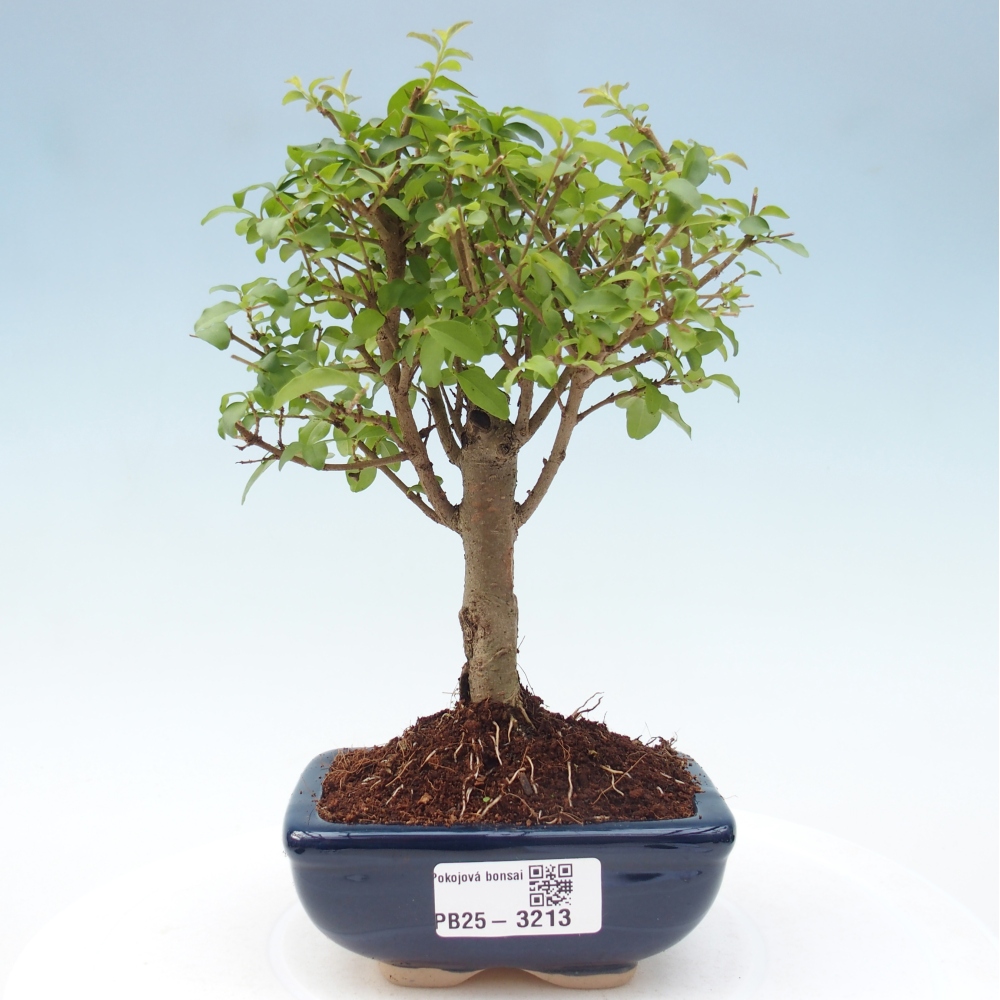 Pokojová bonsai -Ligustrum chinensis - Ptačí zob