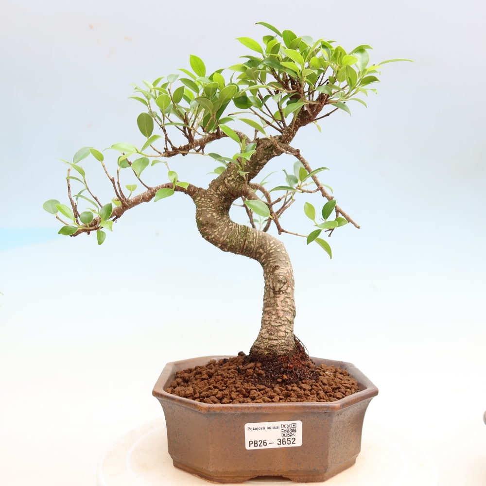 Pokojová bonsai - Ficus kimmen -  malolistý fíkus