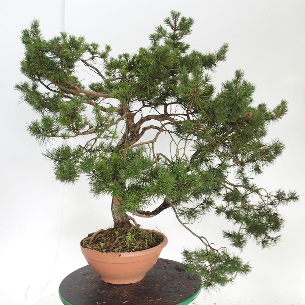 Yamadori - Pinus sylvestris Španělsko