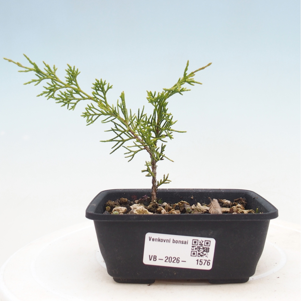 Venkovní bonsai - Juniperus chinensis Itoigawa -Jalovec čínský