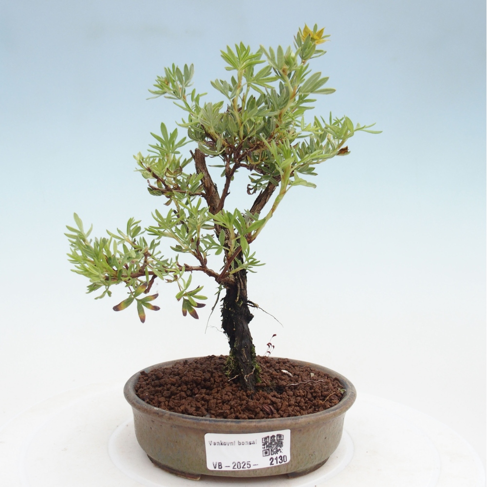 Venkovní bonsai-Mochna křovitá - potentila fruticosa yellow Bird