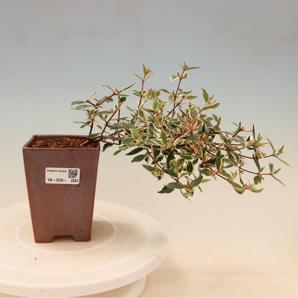 Venkovní bonsai - Abelia gr. Confetti - Abélie velkokvětá