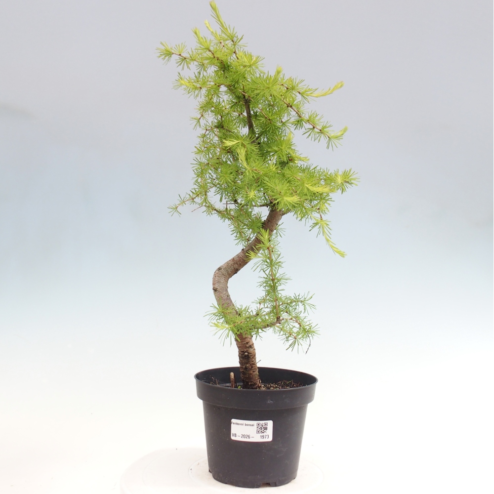Venkovní bonsai -Larix decidua - Modřín opadavý 