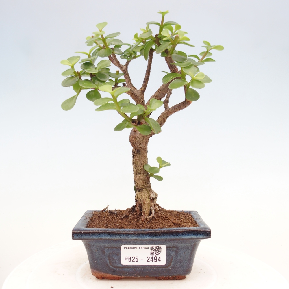 Pokojová bonsai - Portulakaria Afra - Tlustice