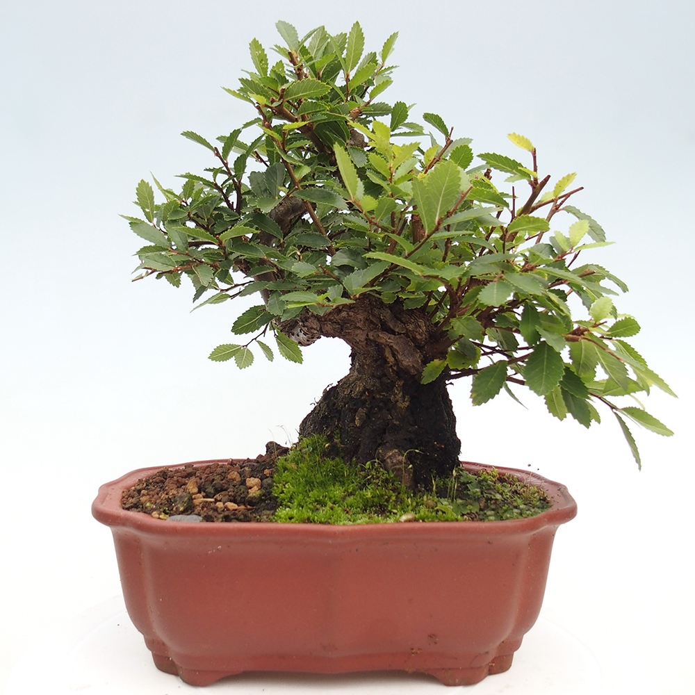 Venkovní bonsai - Zelkova - Zelkova serrata