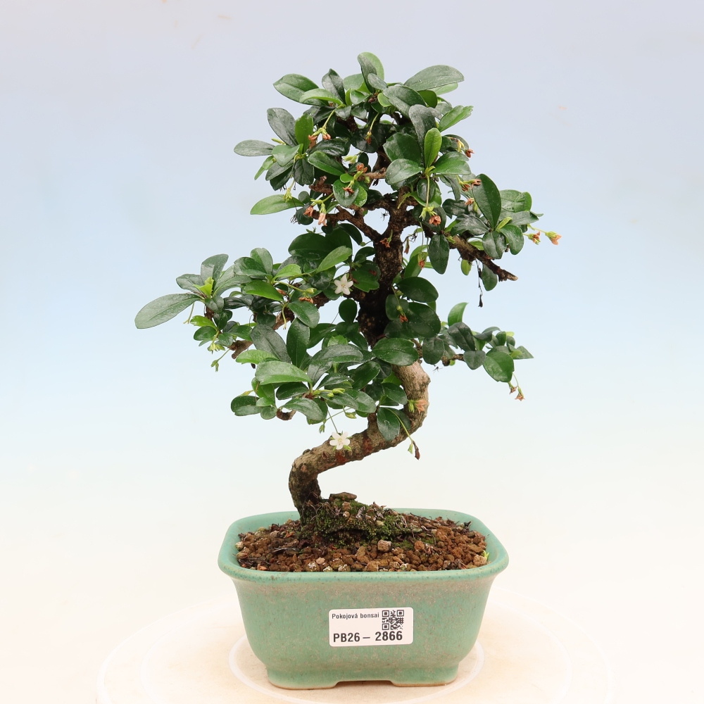 Pokojová bonsai - Carmona macrophylla - Čaj fuki