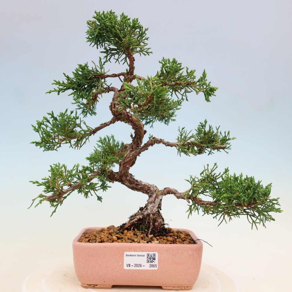 Venkovní bonsai - Juniperus chinensis Kishu -Jalovec čínský