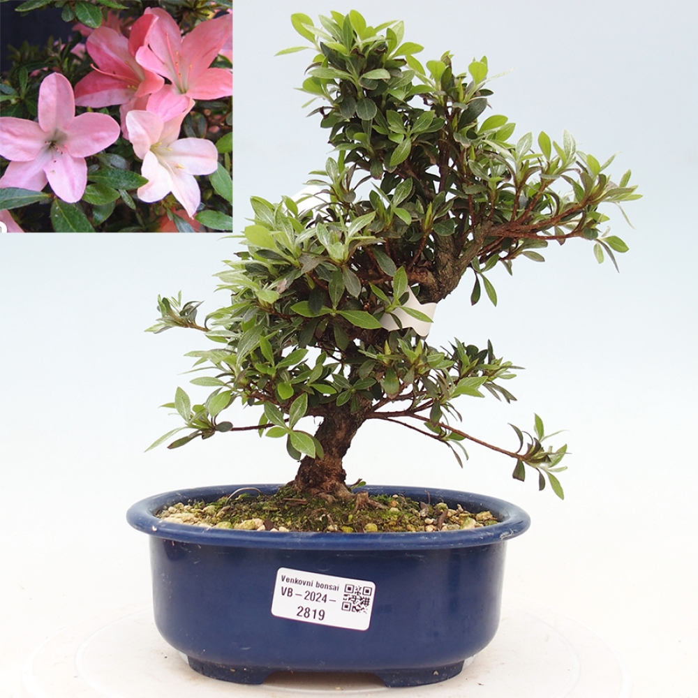 Venkovní bonsai - Japonská azalka - Azalea Nikko