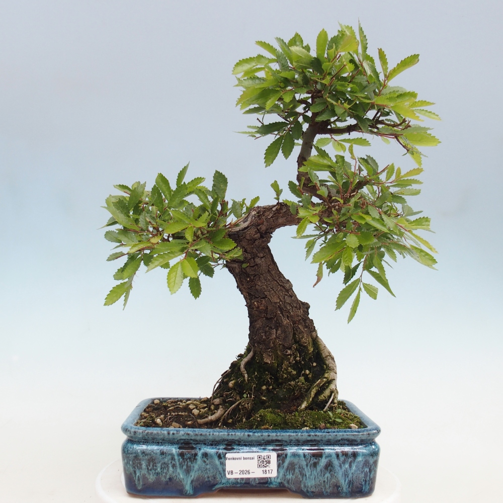 Venkovní bonsai - Zelkova - Zelkova NIRE
