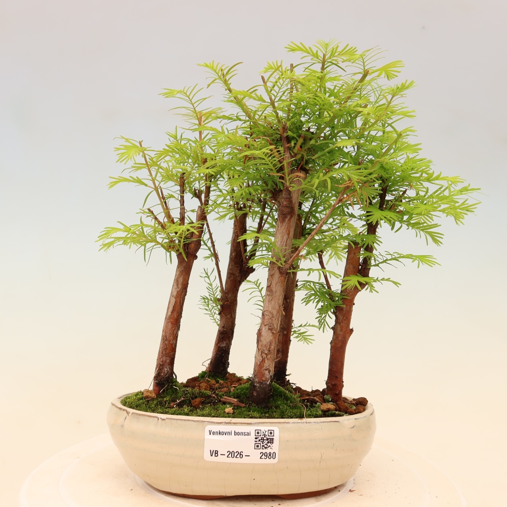 Venkovní bonsai - Metasequoia glyptostroboides - Metasekvoje čínská - lesík