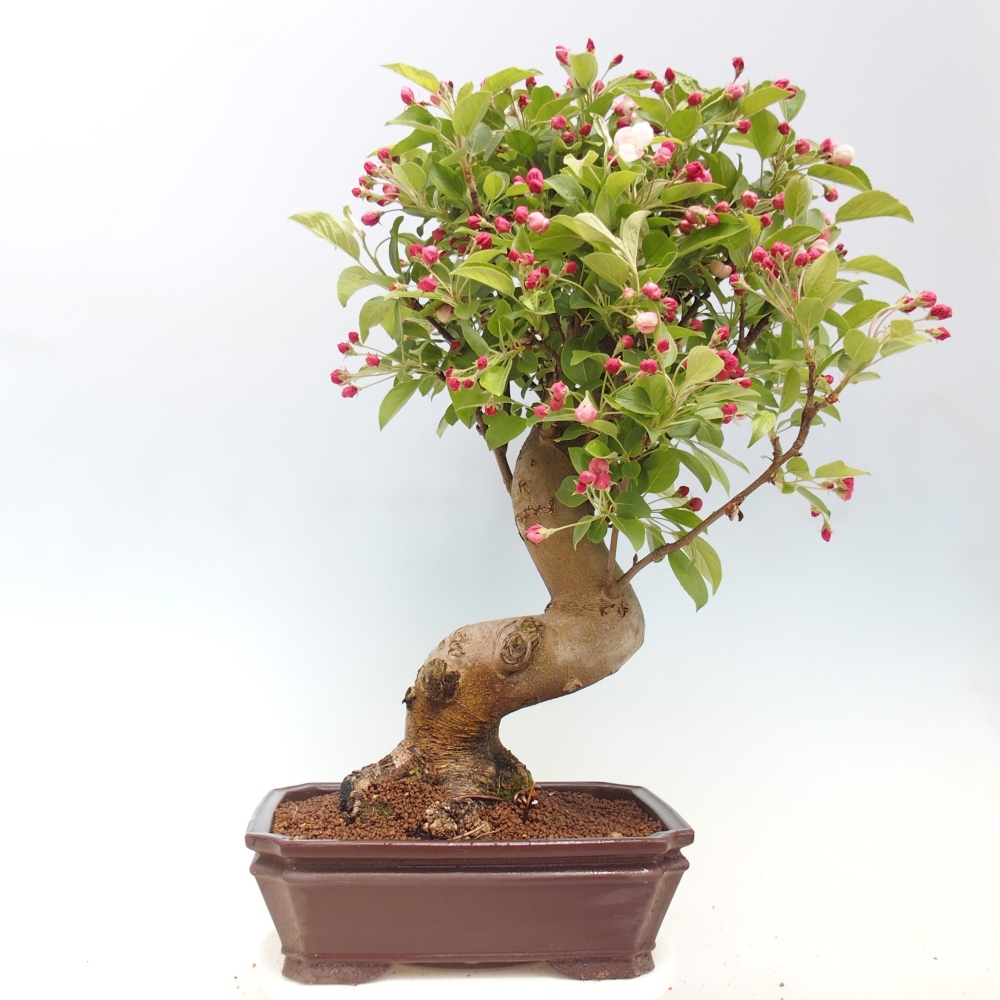 Venkovní bonsai -Malus halliana - Maloplodá jabloň