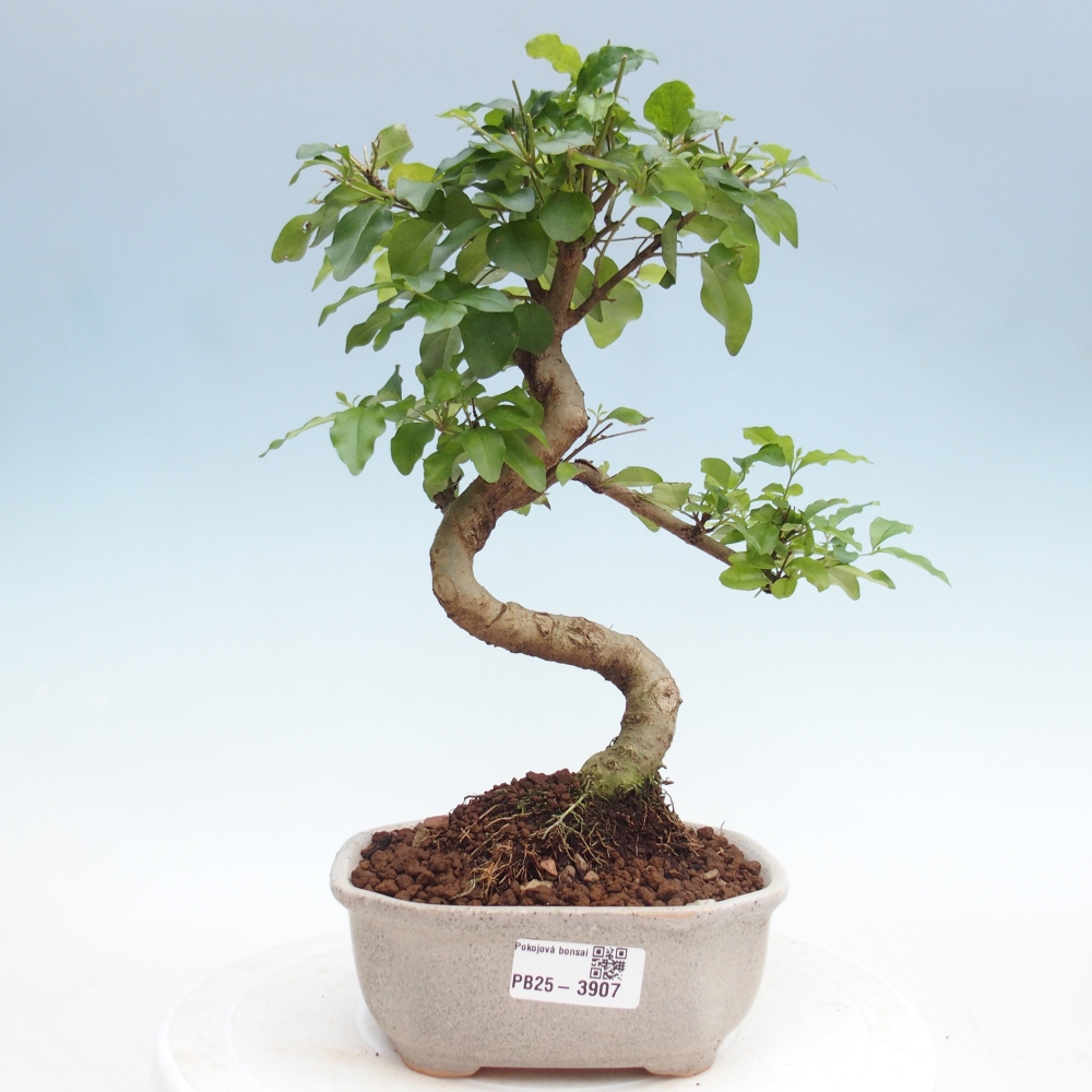 Pokojová bonsai -Ligustrum chinensis - Ptačí zob