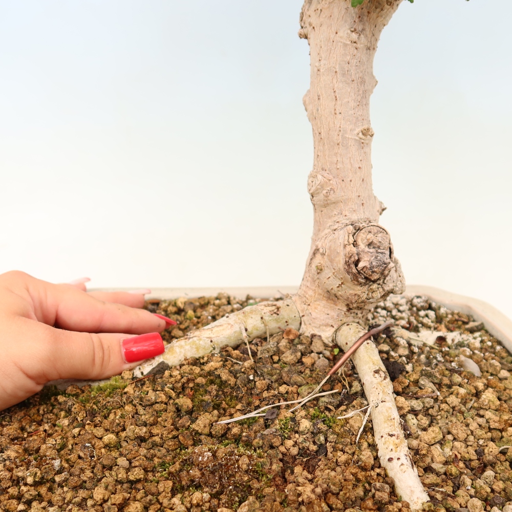 Pokojová bonsai - Hibiscus tiliaceus - Ibišek lípovitý, morský