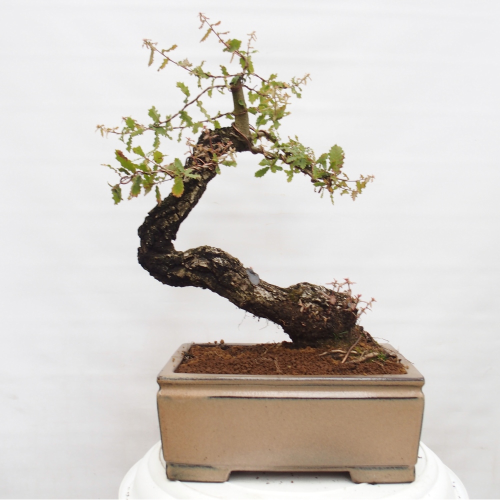 Yamadori - Quercus Ilex -Dub cesmínovitý