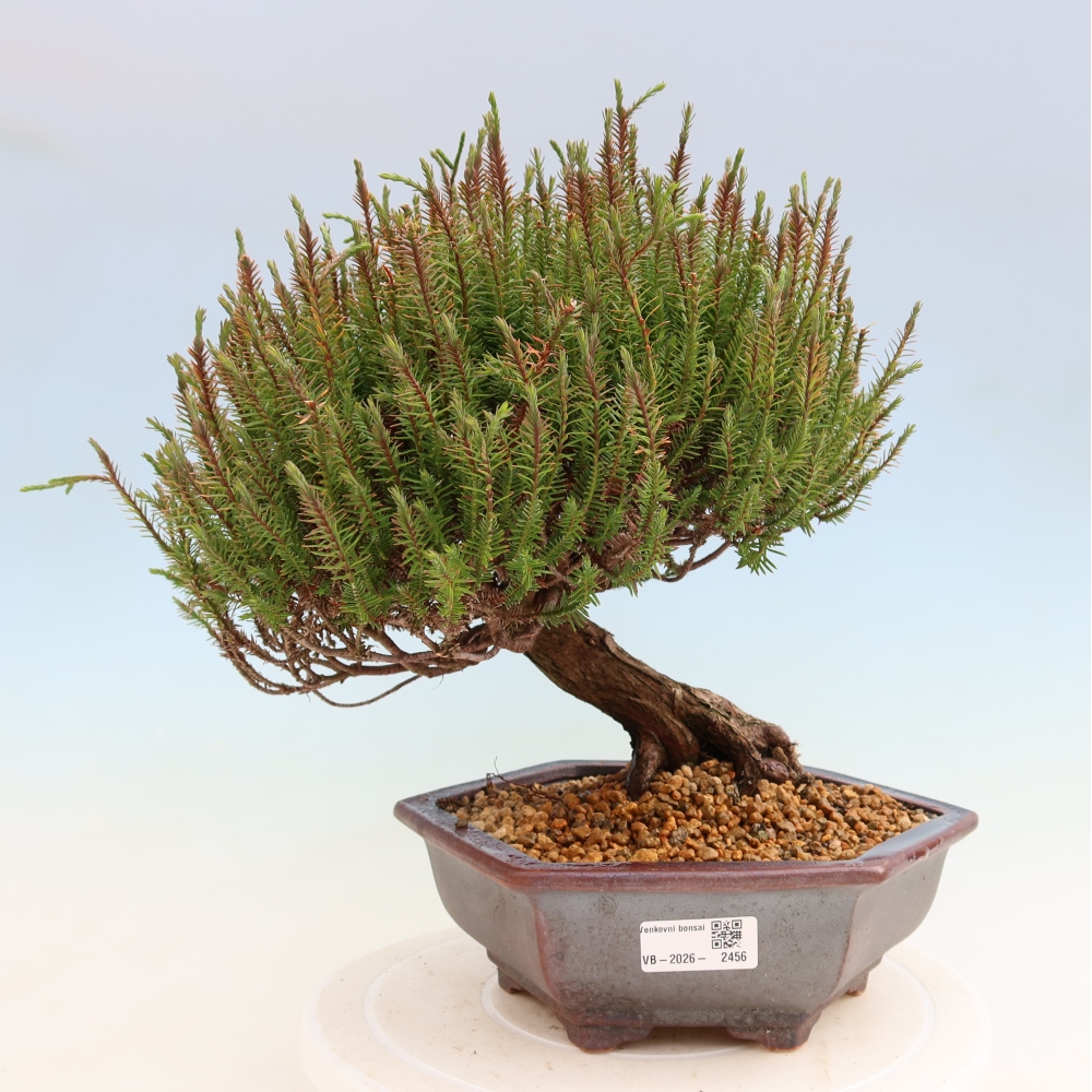 Venkovní bonsai - Cryptomeria - Kryptomerie