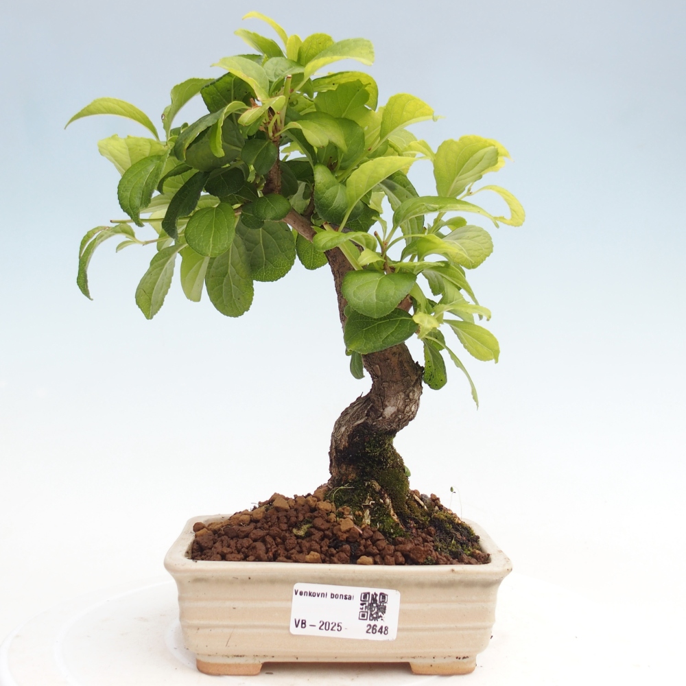 Venkovní bonsai - Celastrus  orbiculatus - Jesenec okrouhlolistý