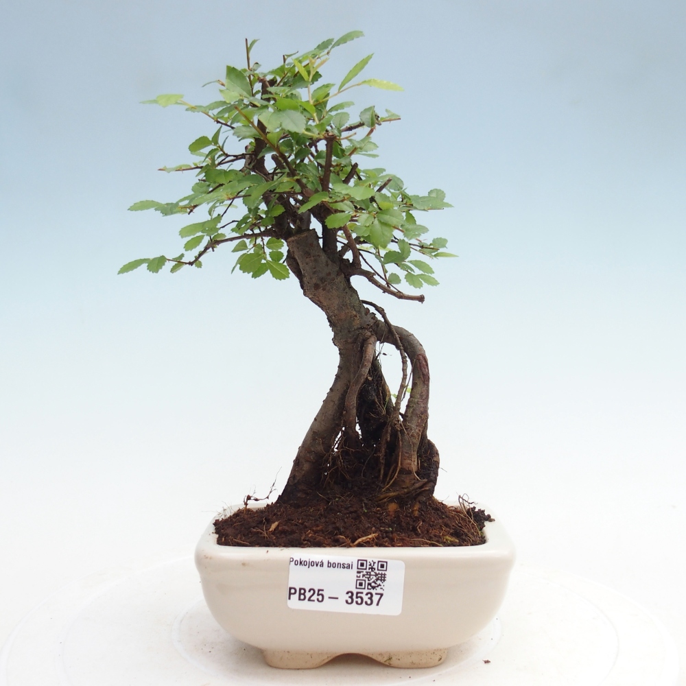 Pokojová bonsai - Ulmus parvifolia - Malolistý jilm