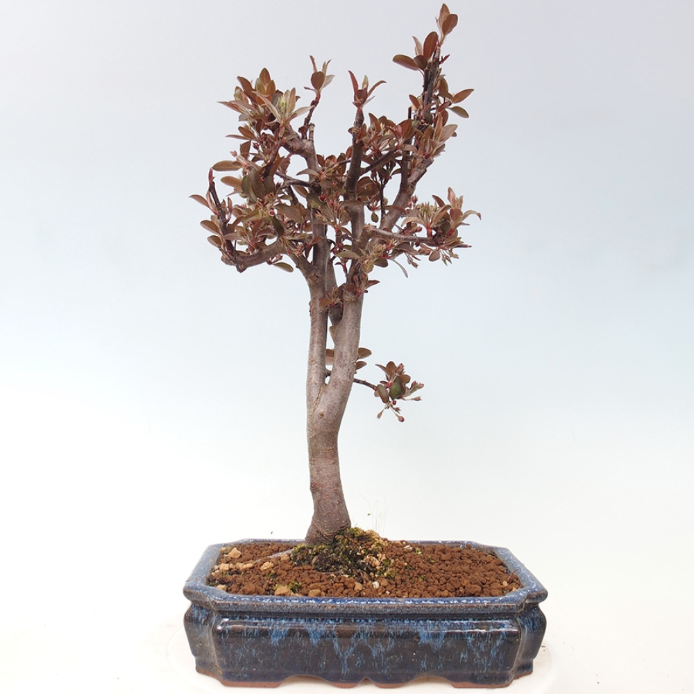 Venkovní bonsai -Malus domestica - Maloplodá jabloň červenolistá