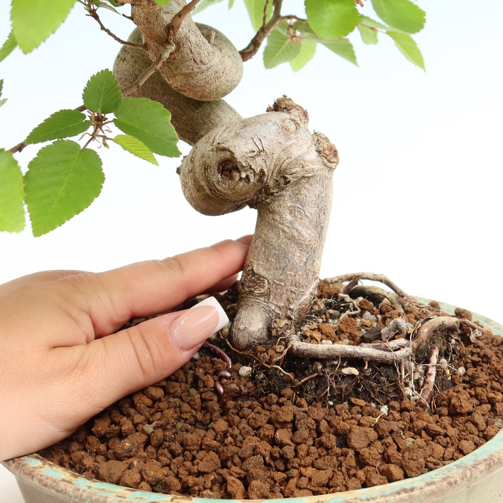 Venkovní bonsai -Carpinus coreana - Habr korejský