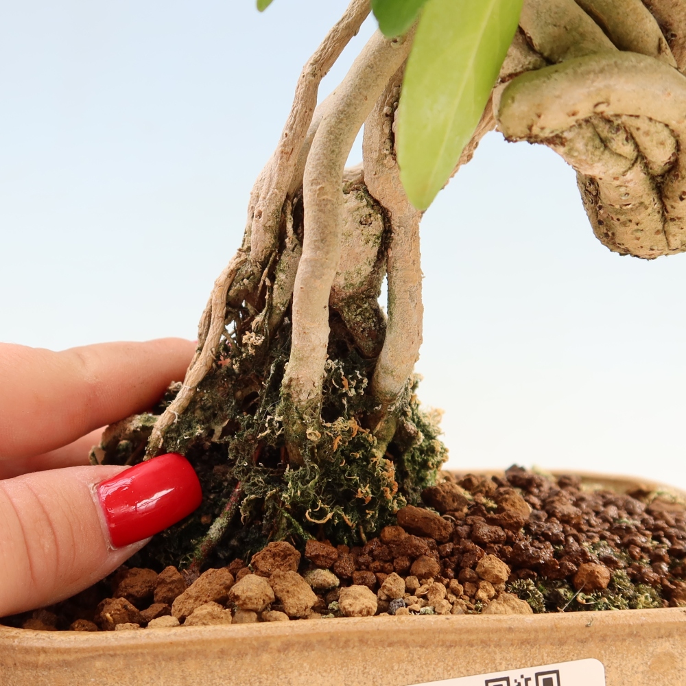 Pokojová bonsai - Premna serratifolia  - Kozlovoň malolistá