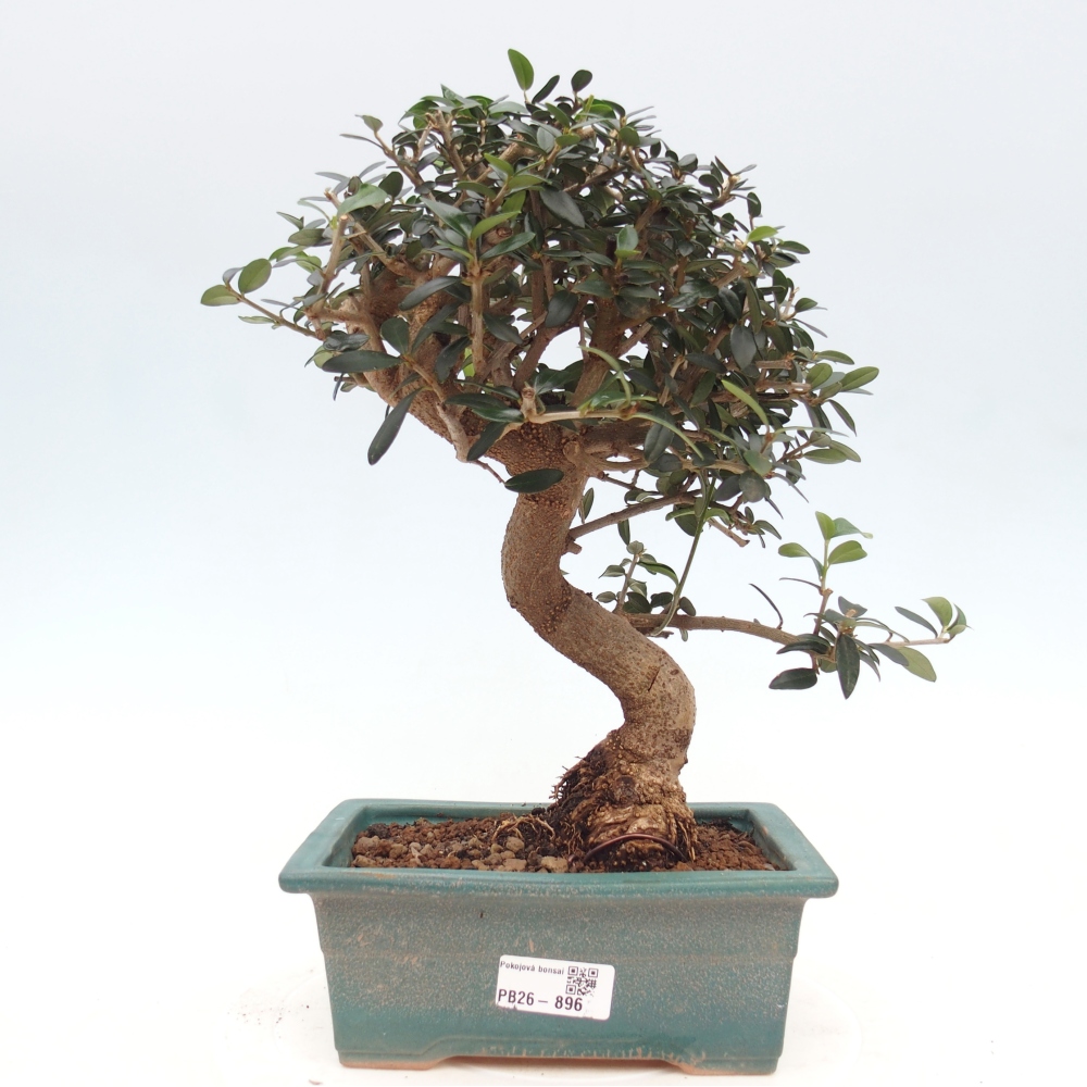 Pokojová bonsai - Olea europaea sylvestris -Oliva evropská drobnolistá